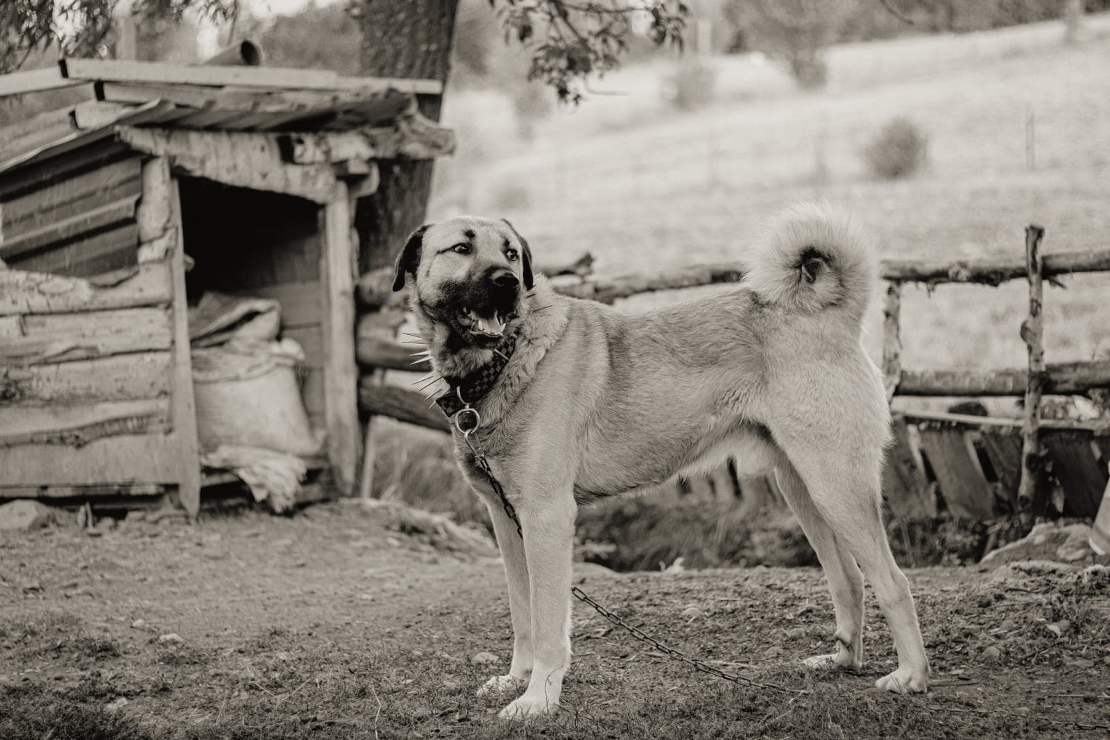 A dog standing beside a wooden farm fence in a field